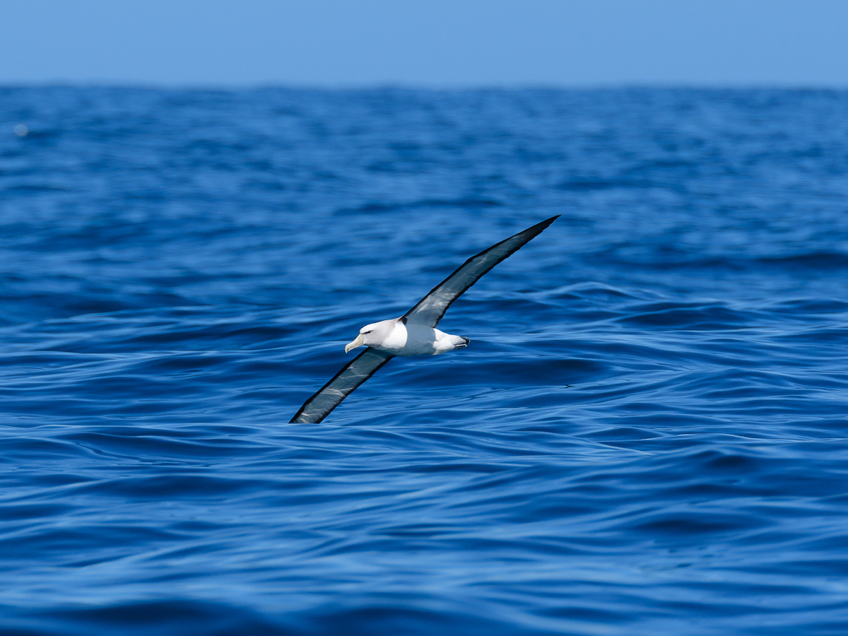 Albatros_Foto_klein